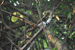 Terpsiphone paradisi