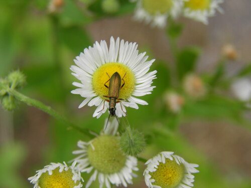 Žaliasis Laibavabalis