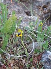 Ophrys lutea