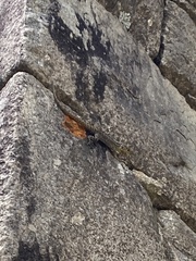 Stenocercus crassicaudatus