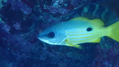 Lutjanus fulviflamma