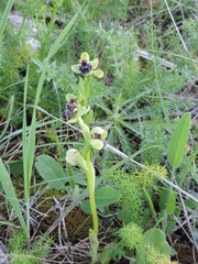 Ophrys bombyliflora