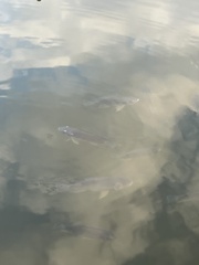 Oreochromis niloticus