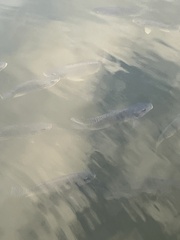 Oreochromis niloticus