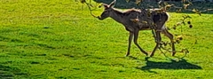 Cervus elaphus maral