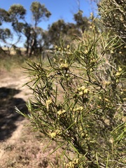Melaleuca uncinata