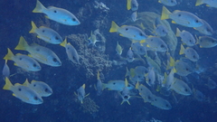 Lutjanus fulviflamma