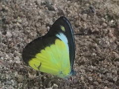 Appias lyncida vasava