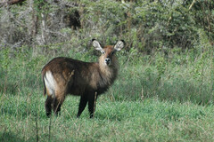 Kobus ellipsiprymnus defassa