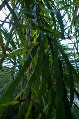 Muehlenbeckia platyclada