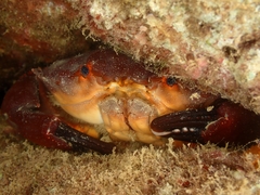 Etisus dentatus