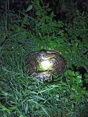 Malayopython reticulatus