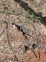 Tropidurus torquatus