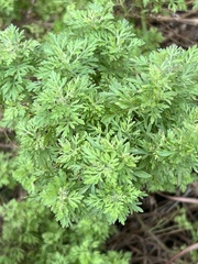Eupatorium compositifolium