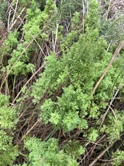 Eupatorium compositifolium