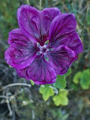 Malva sylvestris