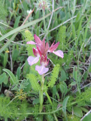 Anacamptis papilionacea