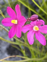 Ixia stricta