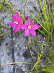 Ixia stricta