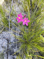Ixia stricta
