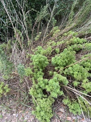 Eupatorium compositifolium
