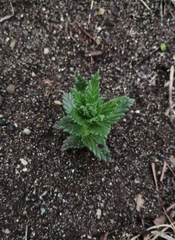 Bellardia viscosa