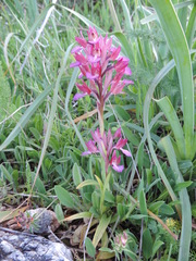 Anacamptis papilionacea