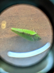 Salurnis marginella