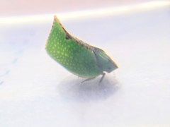 Salurnis marginella