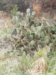 Cactaceae