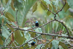 Stilpnia cyanicollis