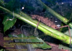 Neohirasea hongkongensis