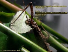 Neohirasea hongkongensis