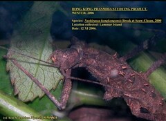 Neohirasea hongkongensis