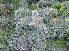 Cynara cardunculus