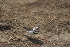 Charadrius tricollaris
