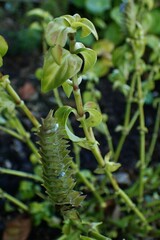 Rungia klossii