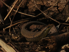 Eutropis rudis