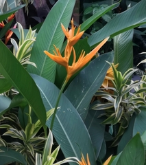Heliconia psittacorum
