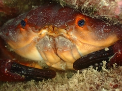 Etisus dentatus