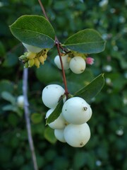 Symphoricarpos albus