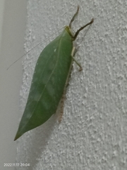 Onomarchus uninotatus