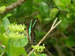 Graphium teredon