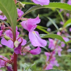 Impatiens balsamina