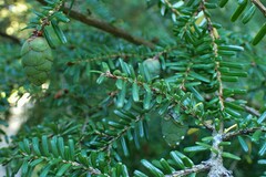 Tsuga diversifolia