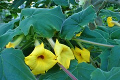 Uncarina grandidieri