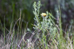 Coronidium scorpioides