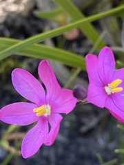 Ixia stricta