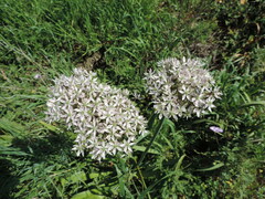Allium nigrum