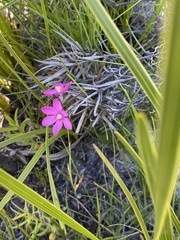 Ixia stricta